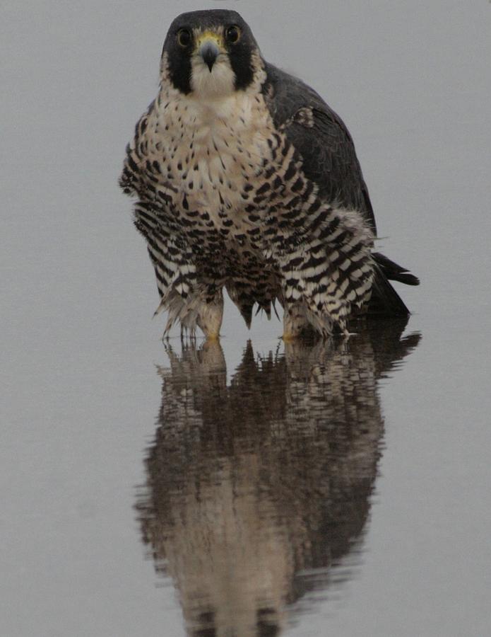 Peregrine Falcon Reflection Photograph by Christopher J Kirby