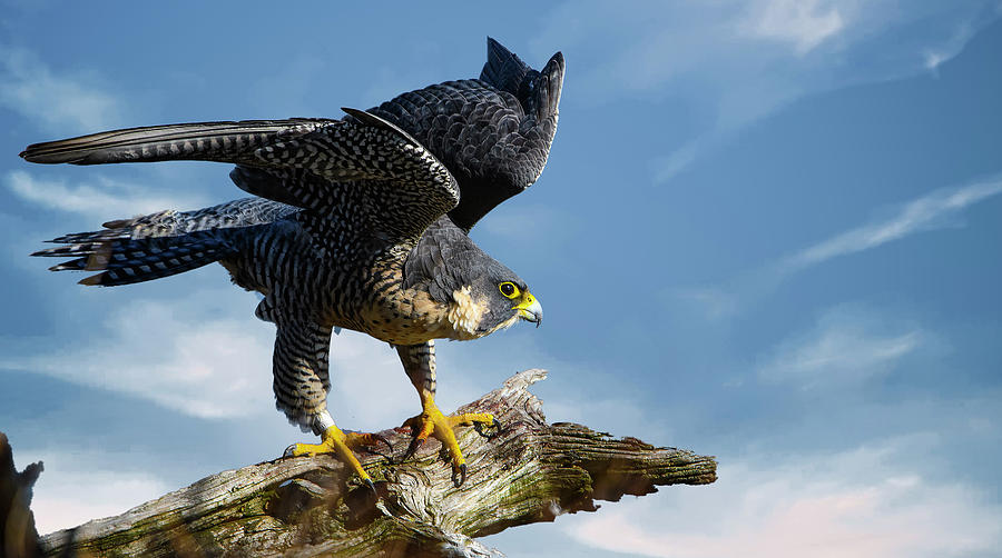 Peregrine falcon Photograph by Sam Rino