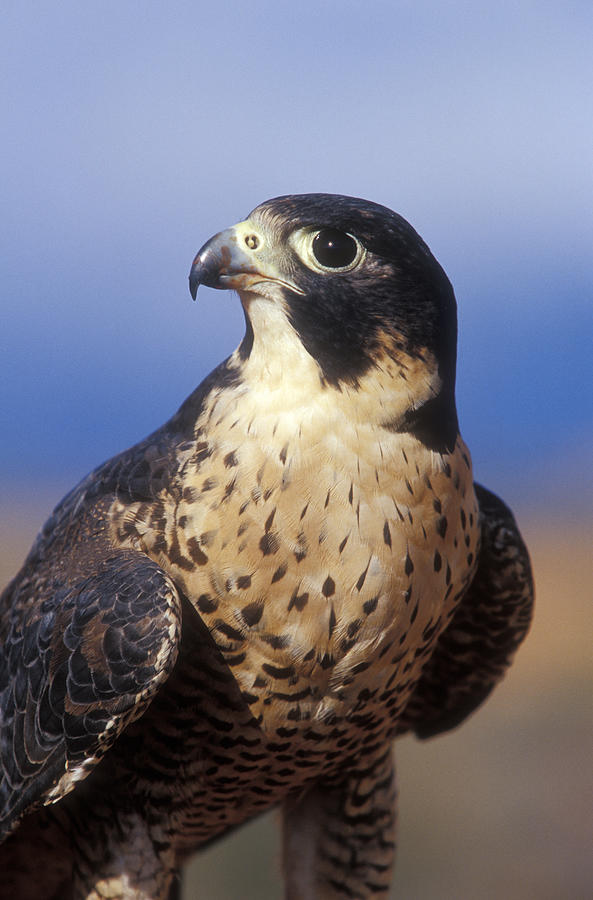 Falcon Photograph - Peregrine Falcon by Sandra Bronstein