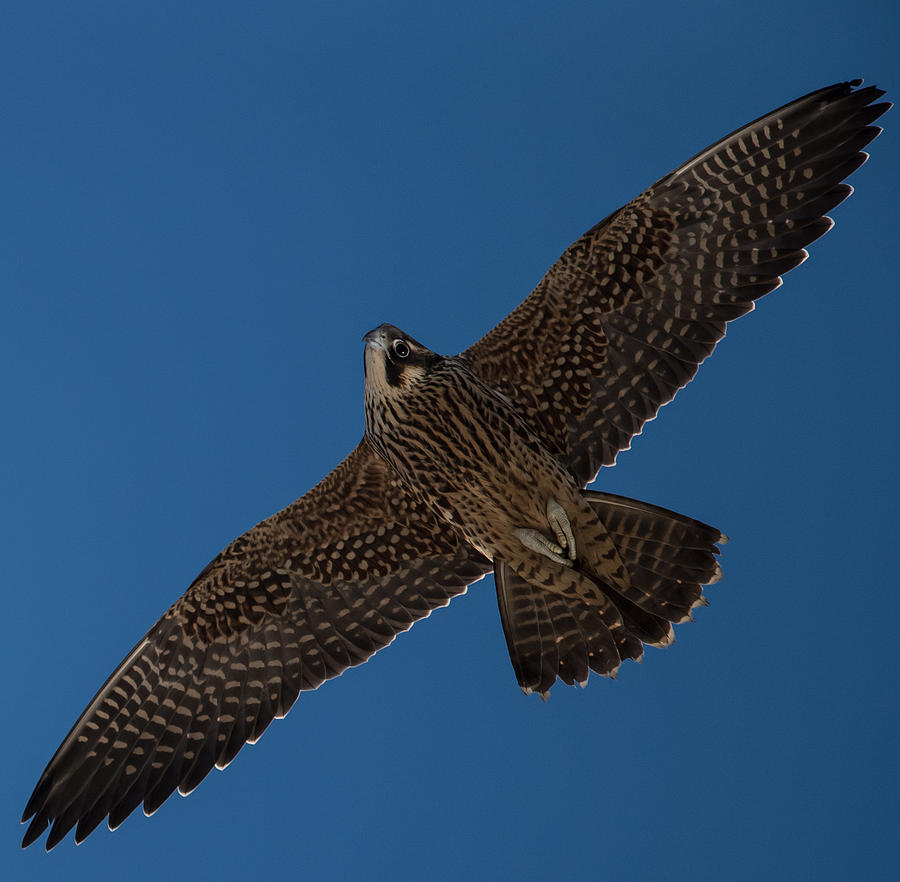 Peregrine Falcon Soaring in the Blue Photograph by MCM Photography