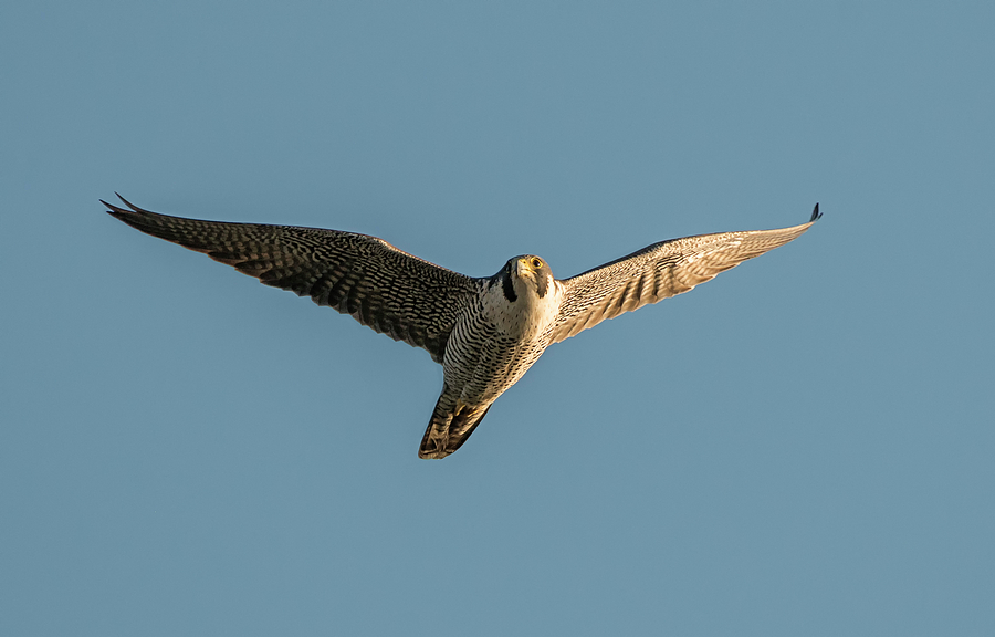 Peregrine Falcon Soaring Photograph by Loree Johnson