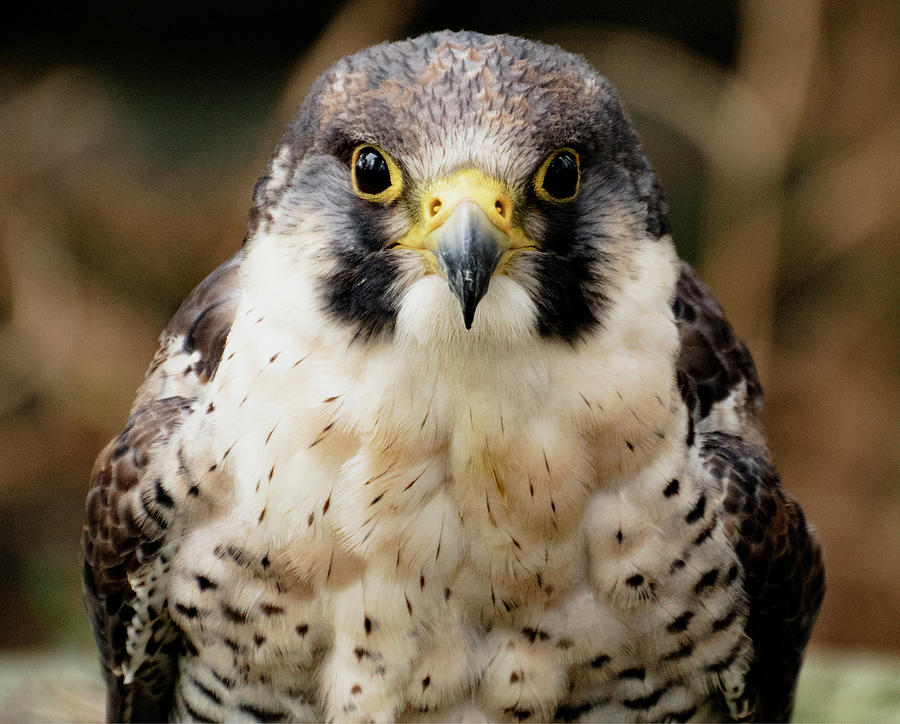 Peregrine falcon stare Photograph by Ian Watts
