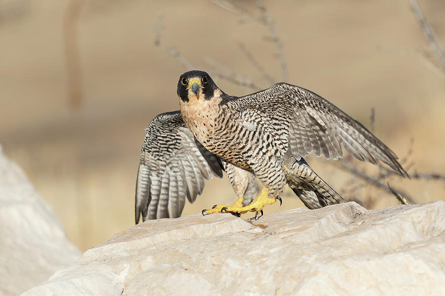 Peregrine Falcon Strikes a Pose Photograph by Tony Hake