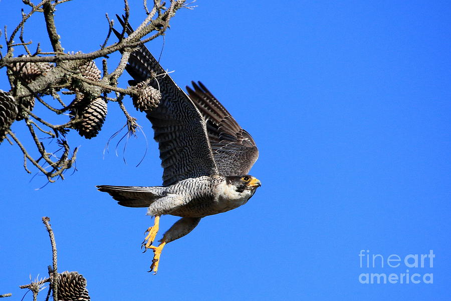 Peregrine Takeoff