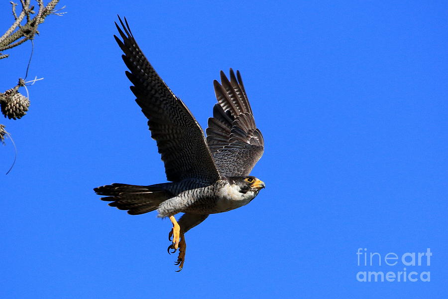 Peregrine Falcon Takeoff 2