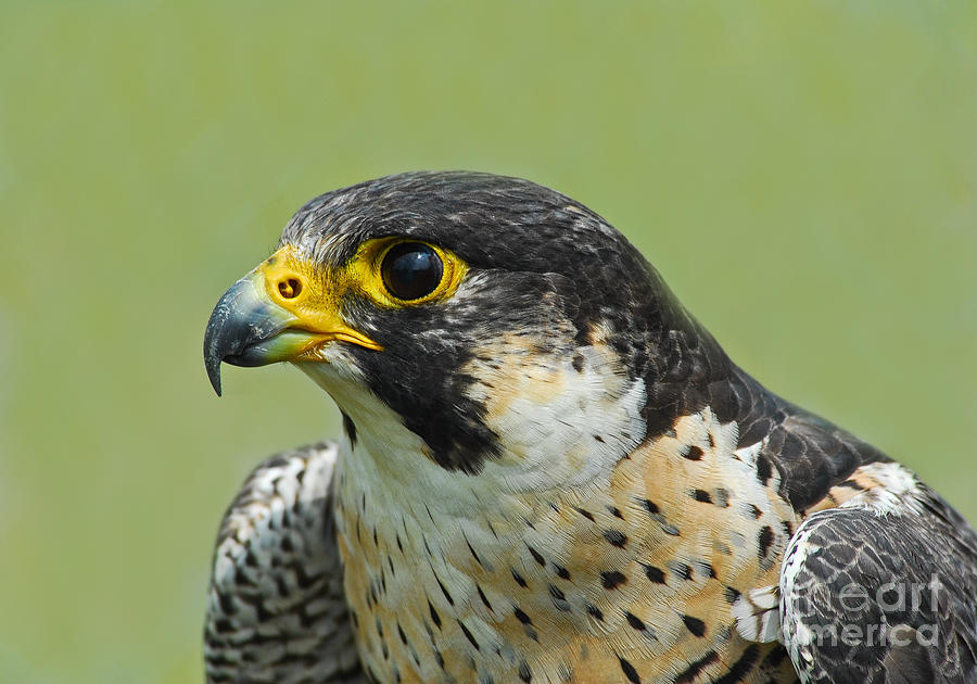 Falcon Photograph - Peregrine Falcon by Timothy Flanigan