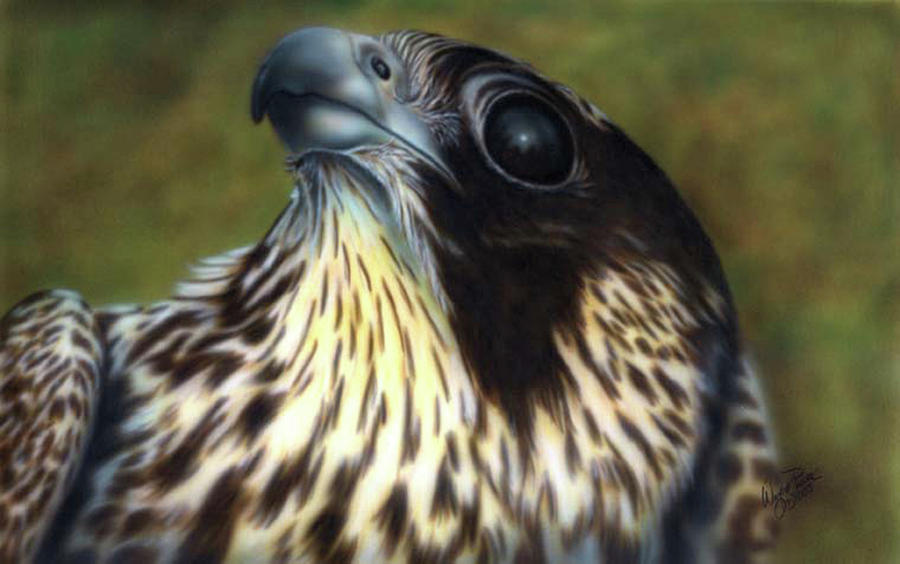 Falcon Painting - Peregrine Falcon by Wayne Pruse