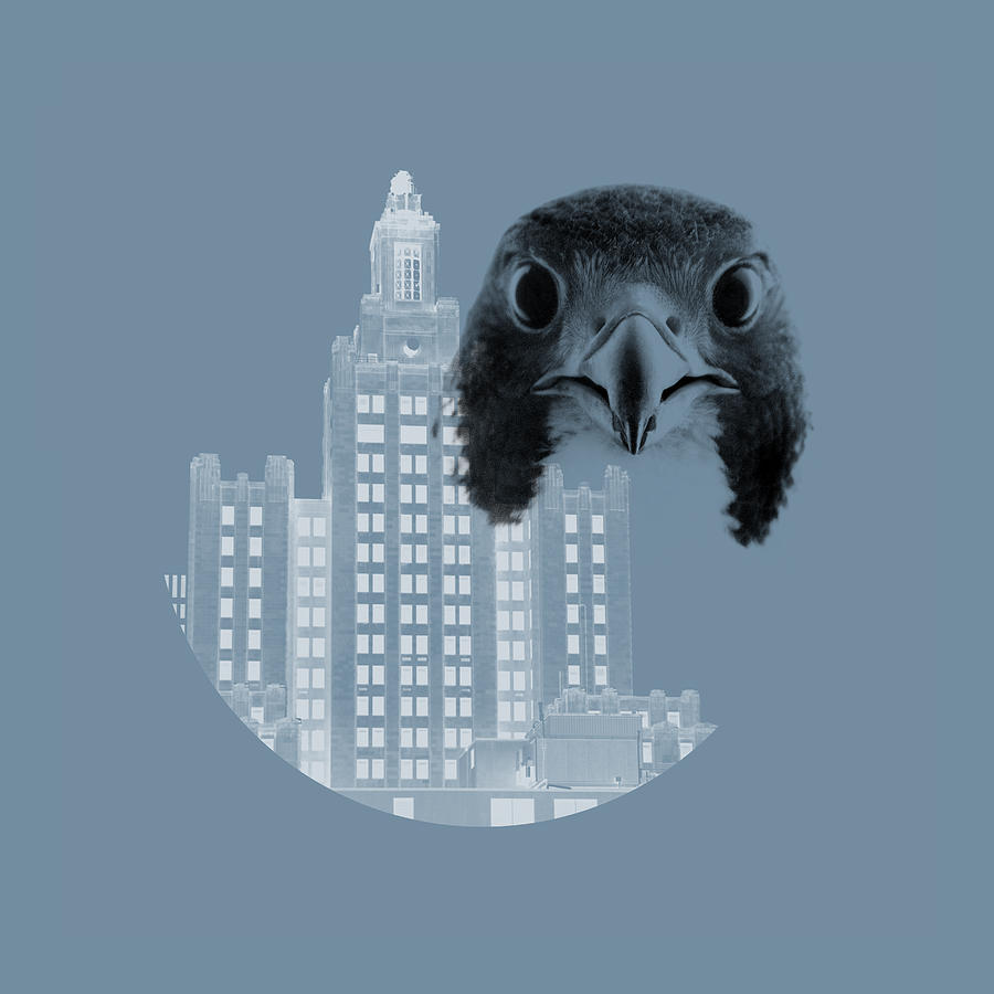 Peregrine Falcon Digital Art - Peregrine Falcon with Industrial Trust Company Building by Peter Green