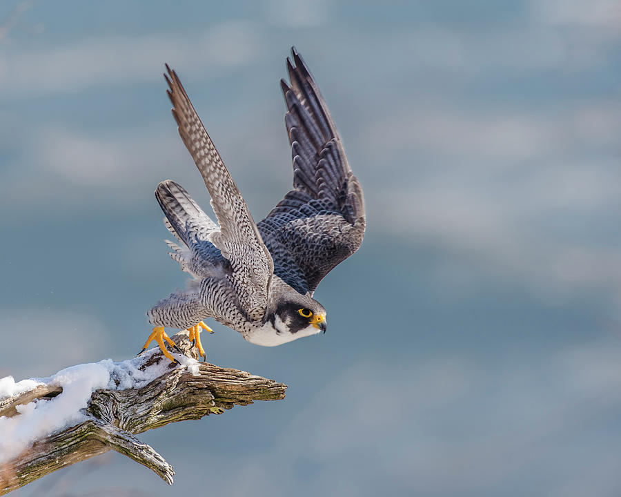 Falcon Photograph - Peregrine, On Your Mark by Morris Finkelstein