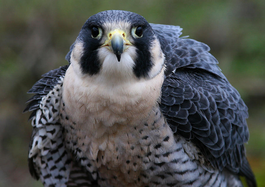 Peregrine Portrait Photograph by Brian M Lumley - Fine Art America