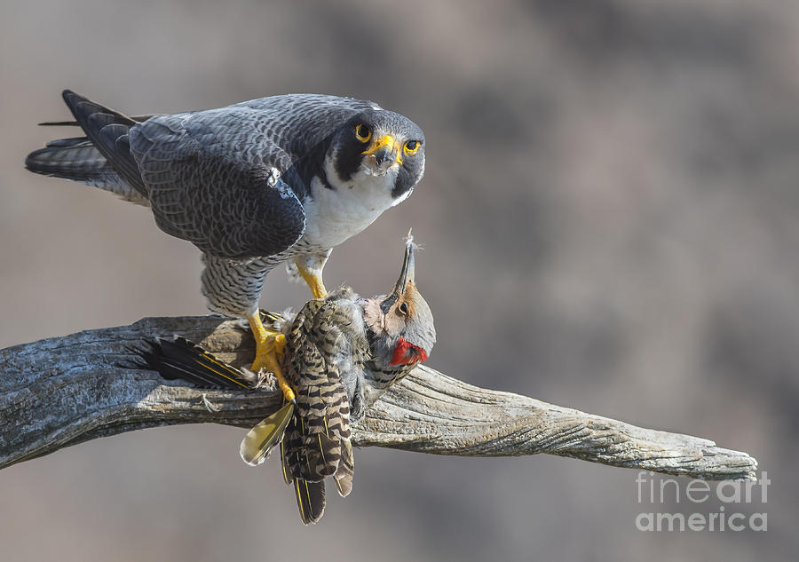 Falcon Photograph - Peregrine with Prey by Marcus Robertson