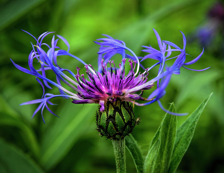 Perennial Bachelor Button Photograph by Betty Eich Fine Art America