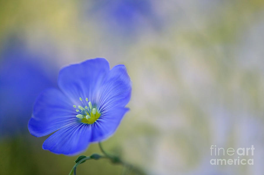 Perennial Flax Flower Photograph by Inga Spence