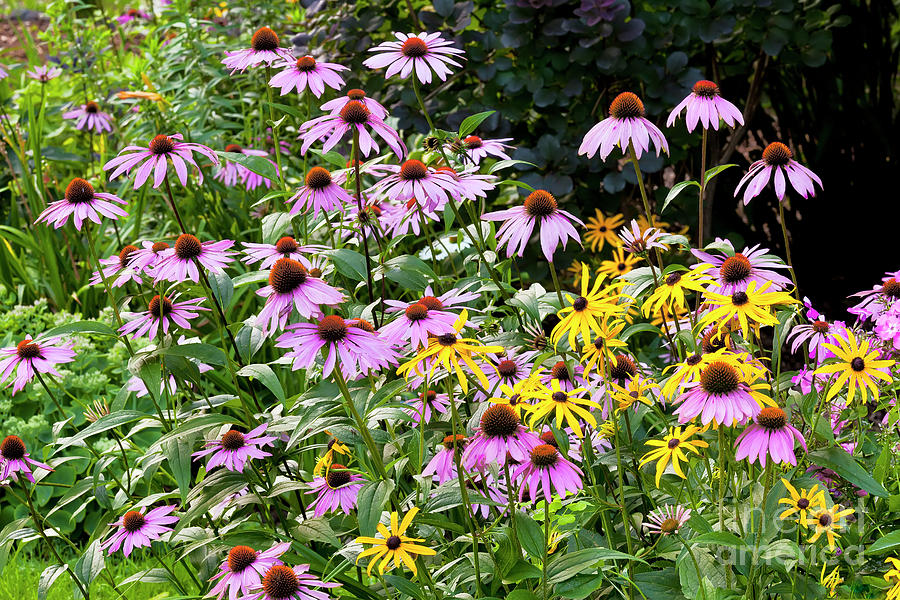 Perennial Flower Garden Photograph