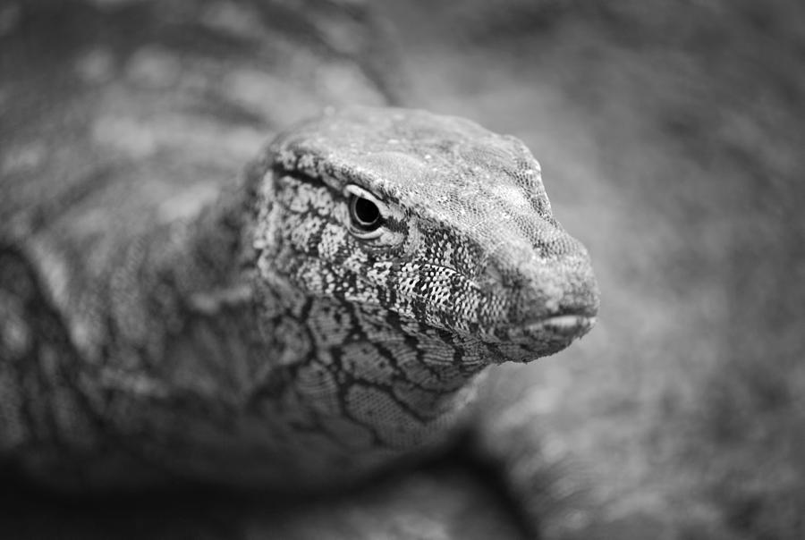 Perentie Close Up - Black and White Photograph by Michelle Wrighton