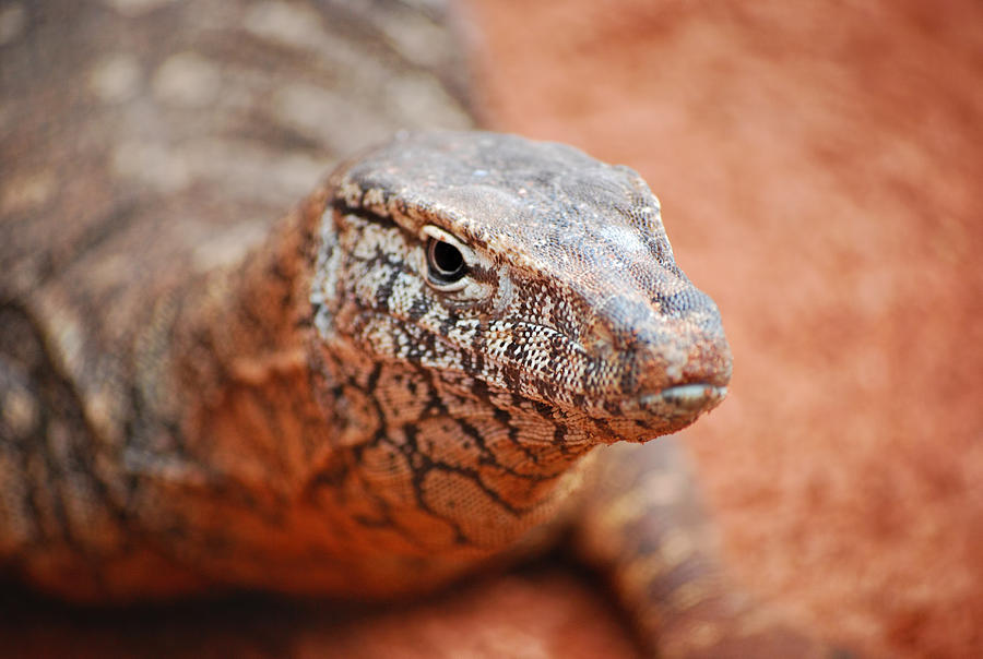 Reptile Photograph - Perentie Close Up by Michelle Wrighton