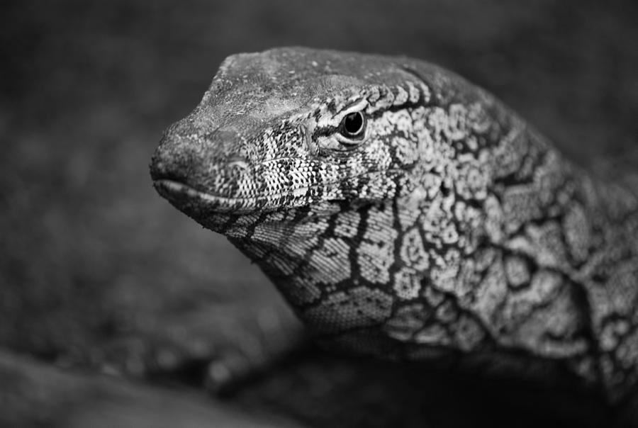 Reptile Photograph - Perentie Monitor Lizard - Black and white by Michelle Wrighton
