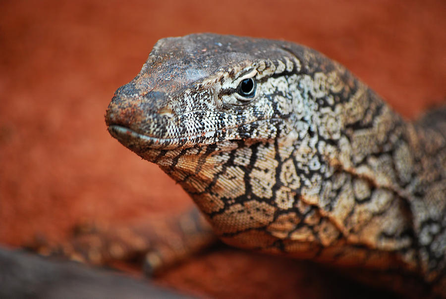 Reptile Photograph - Perentie Monitor Lizard Color by Michelle Wrighton