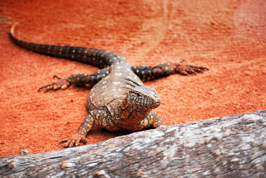 Reptile Photograph - Perentie Monitor Lizard by Michelle Wrighton