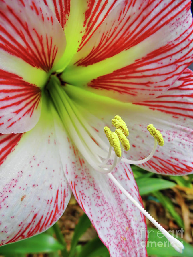 Perfect Amaryllis  Photograph by D Hackett