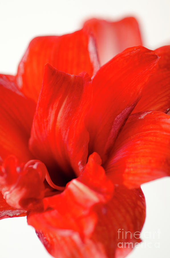 Perfect Amaryllis Red Amaryllis Bloom Cutout And Isolated On A Whilte Background Photograph