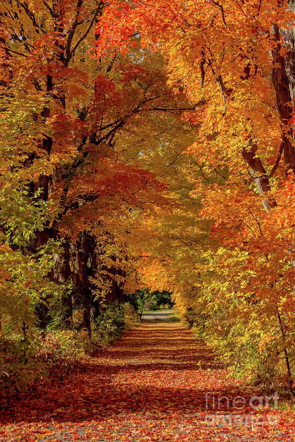 Perfect Autumn Laneway Photograph by Cheryl Baxter