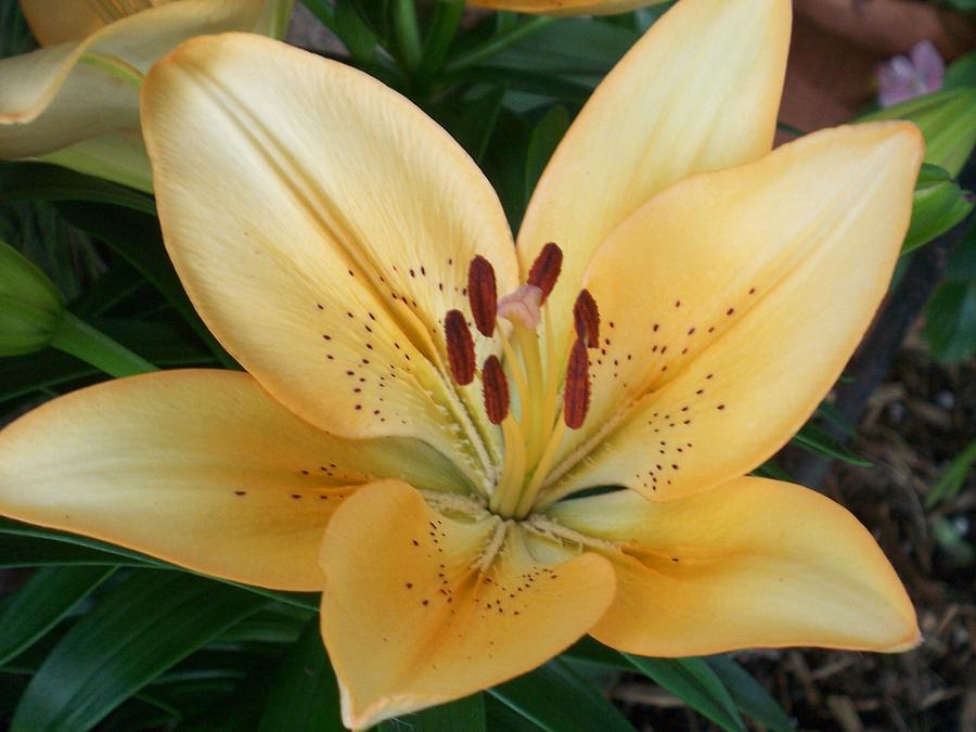 Nature Photograph - Perfect Butter Lilly by Ellen B Pate
