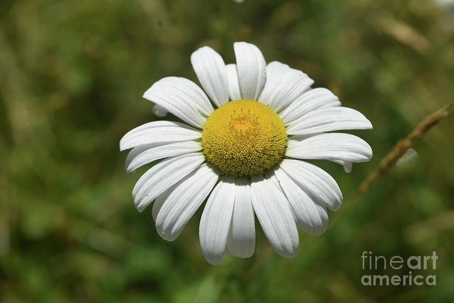 Perfect Common Daisy Flowering on a Beautiful Day Photograph by DejaVu Designs