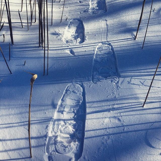 Winter Photograph - Perfect Day For The Snowshoes #winter by Carly Barone