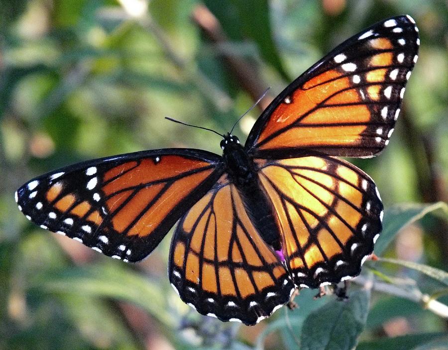 Perfect Display - Viceroy Photograph by Cindy Treger