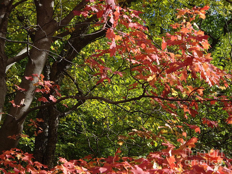 Perfect Fall Maples 21 Photograph by Carol Komassa