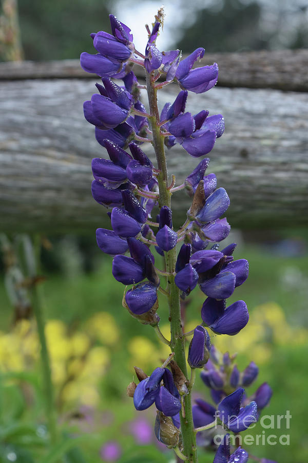 Perfect Flowering Purple Lupine Flowers Blooming in a Garden Photograph by DejaVu Designs