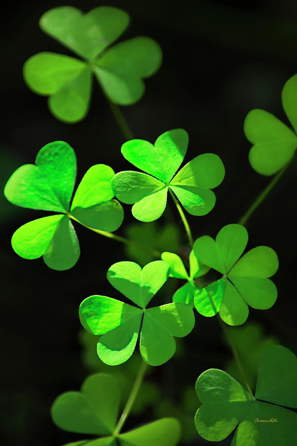 Nature Photograph - Perfect Green Shamrock Clovers by Christina Rollo