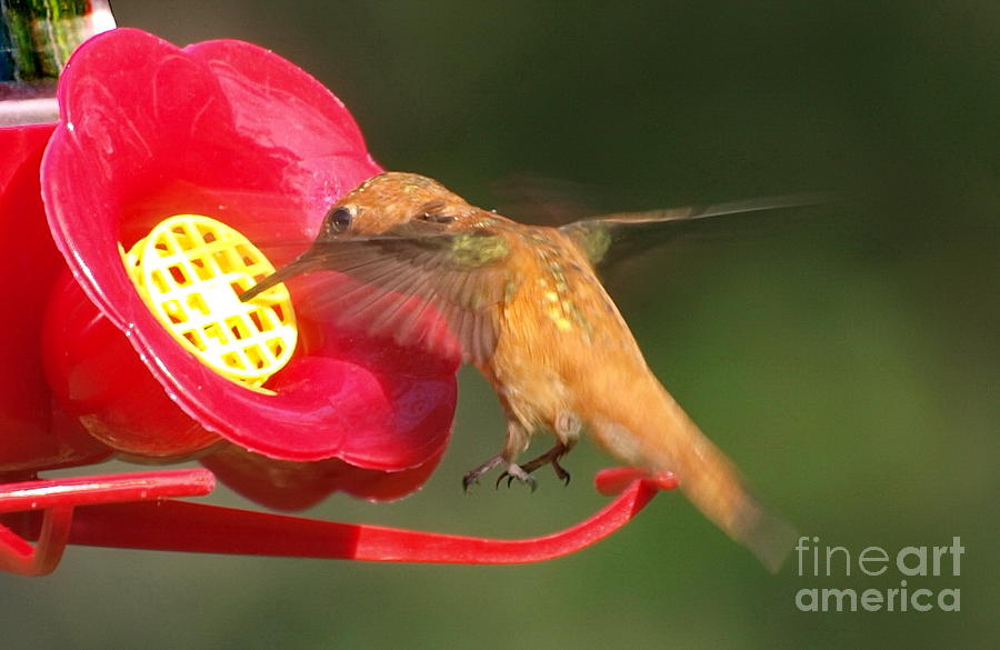 Perfect Hovering Hummingbird Photograph by Vivian Martin