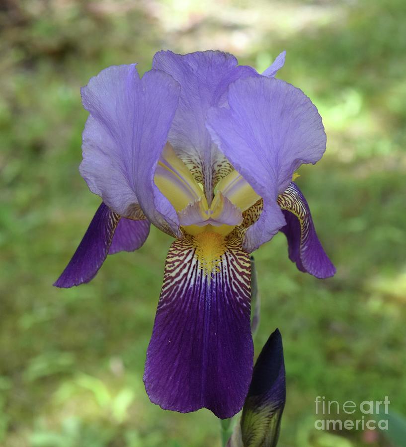 Perfect Iris Photograph by Barrie Stark