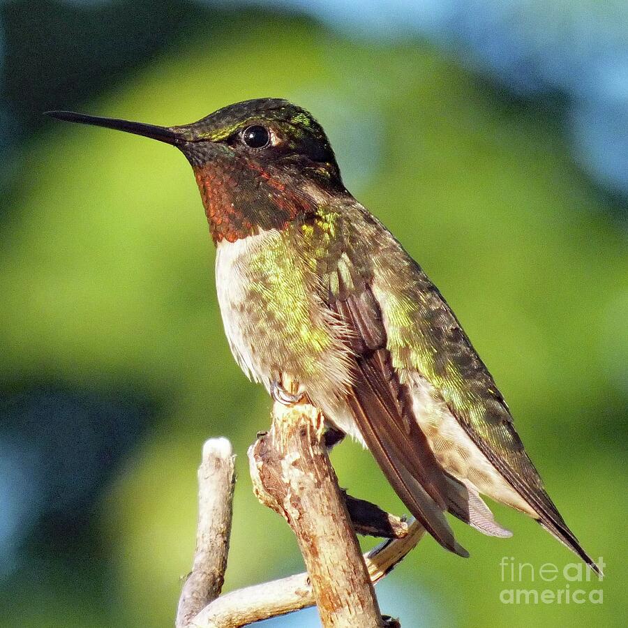Ruby-throated Hummingbird Perfect Male Model Photograph