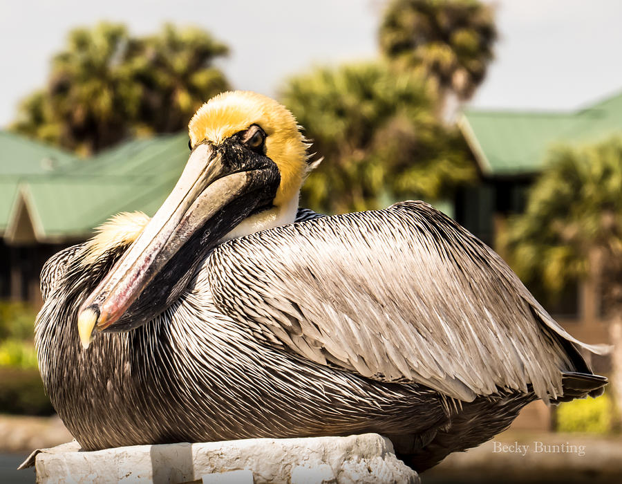 Angry Pelican Photograph by Becky Bunting