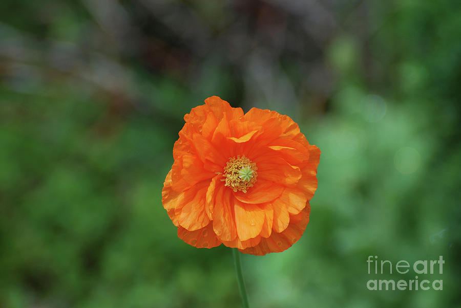 Perfect Orange California Poppy Flower Blossom Photograph by DejaVu Designs
