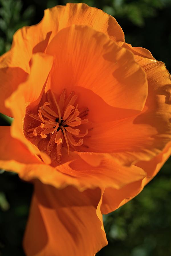 Perfect Orange Poppy Photograph by Lynn Bauer