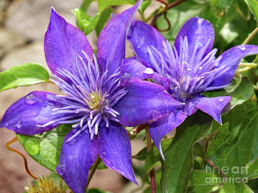 Perfect Pair - Crystal Fountain Clematis Photograph by Cindy Treger ...