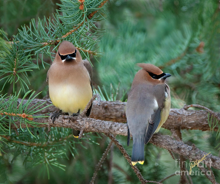 Yellow Bird Photograph - Perfect Pair by Bon and Jim Fillpot