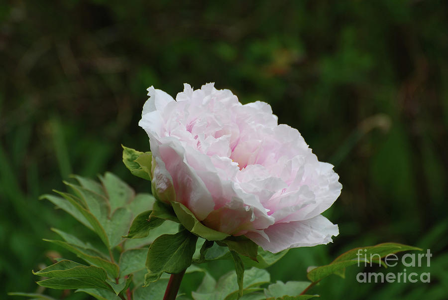 Perfect Pale Pink Peony Flower Blossom in a Garden Photograph by DejaVu Designs
