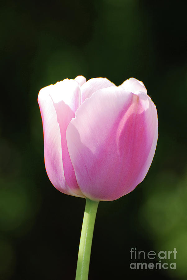 Perfect Pastel Pink Flowering Tulip Blossom in Spring Photograph by DejaVu Designs