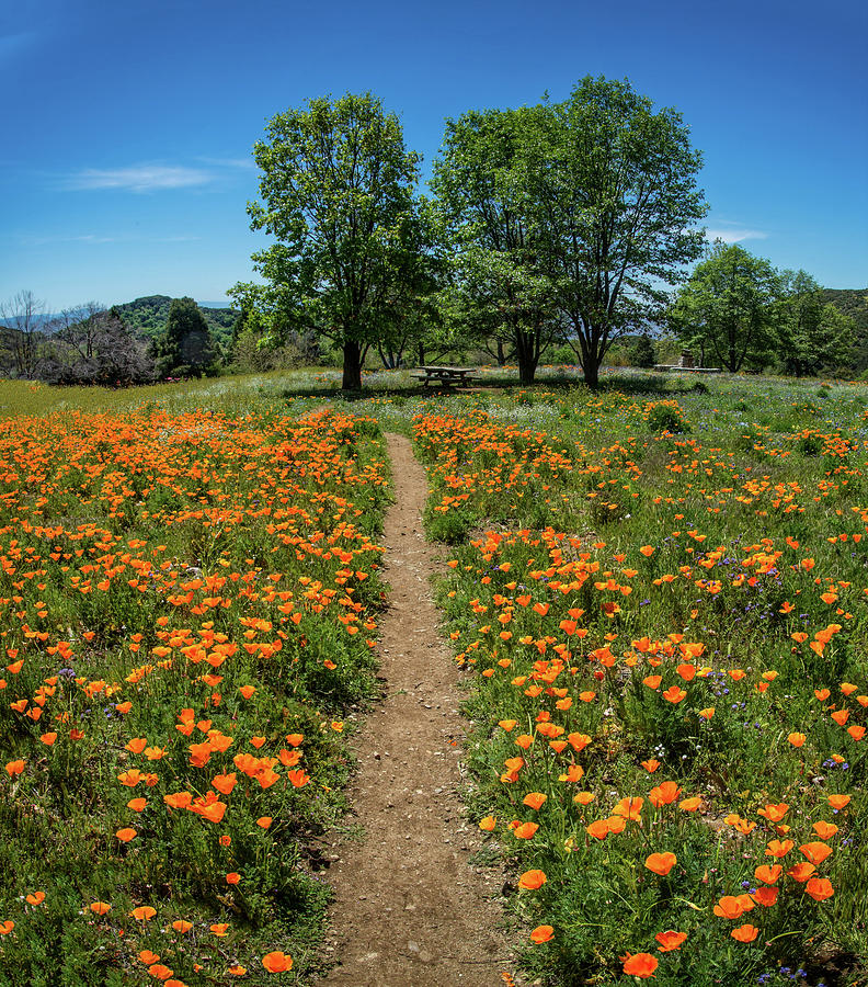 Perfect Path Through the Poppies Photograph by Lynn Bauer