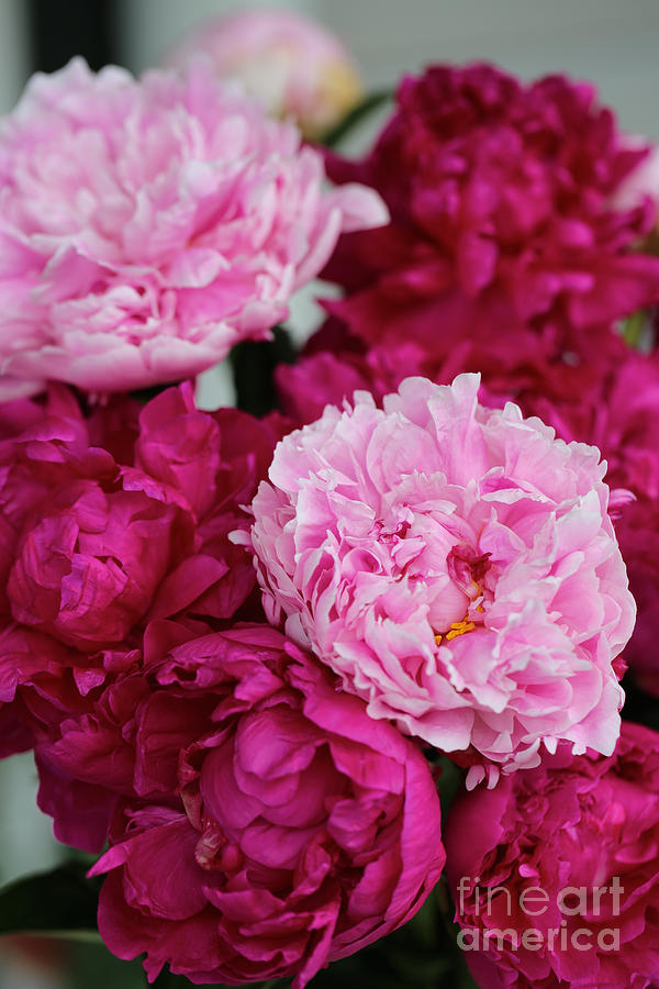 Flower Photograph - Perfect Peonies by Carol Groenen