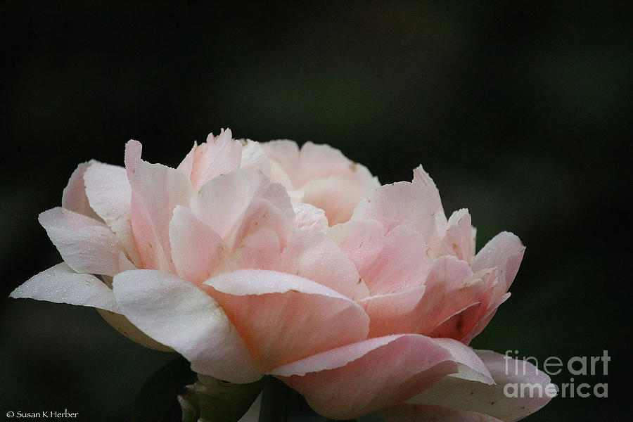 Perfect Peony  Photograph by Susan Herber