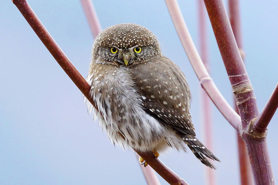 Owl Photograph - Owl Perch by Mark Hryciw