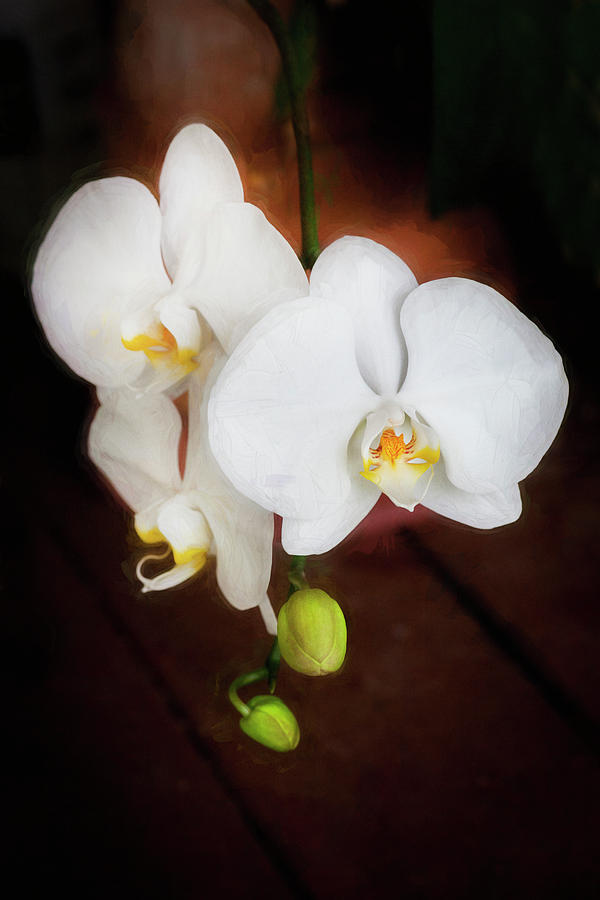 Perfect Phalaenopsis Orchid  002 Photograph by Rich Franco