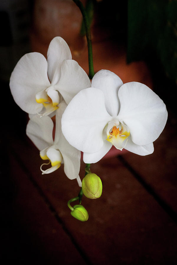 Perfect Phalaenopsis Orchid  003 Photograph by Rich Franco