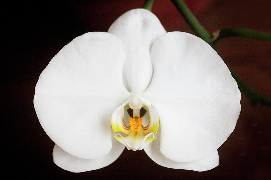 Perfect Phalaenopsis Orchid  004 Photograph by Rich Franco